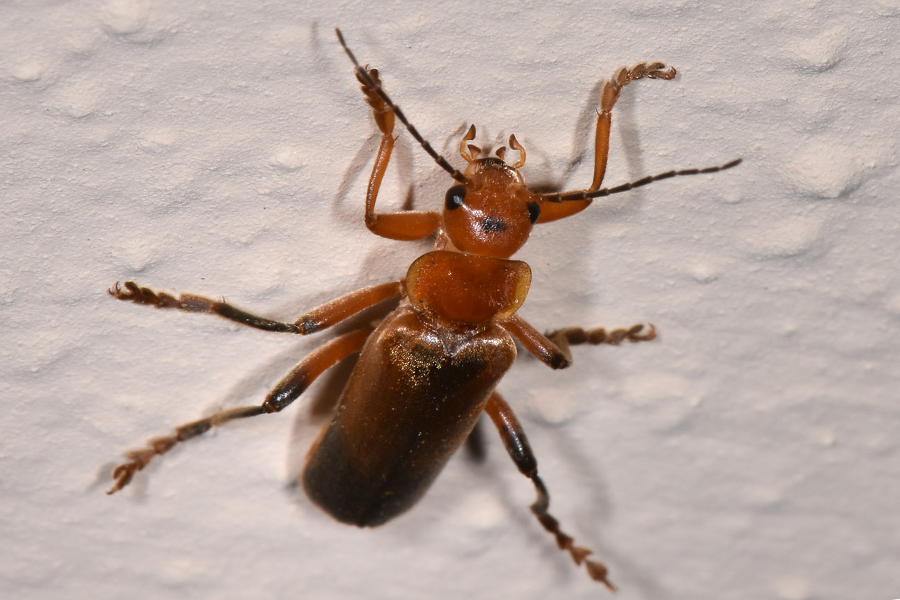 Cantharidae: Cantharis livida